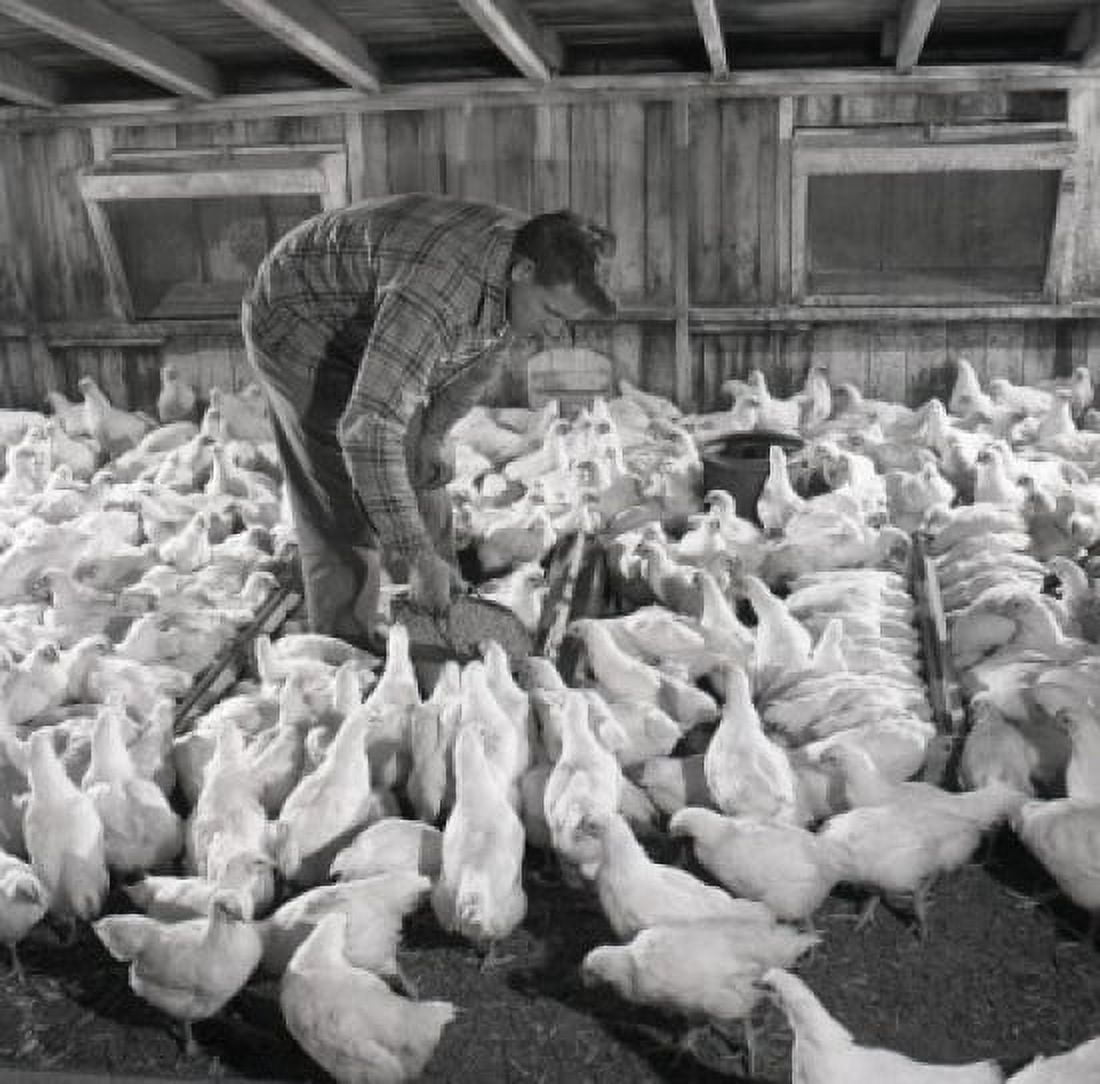 Man feeding chickens Canvas Art - (24 x 36)