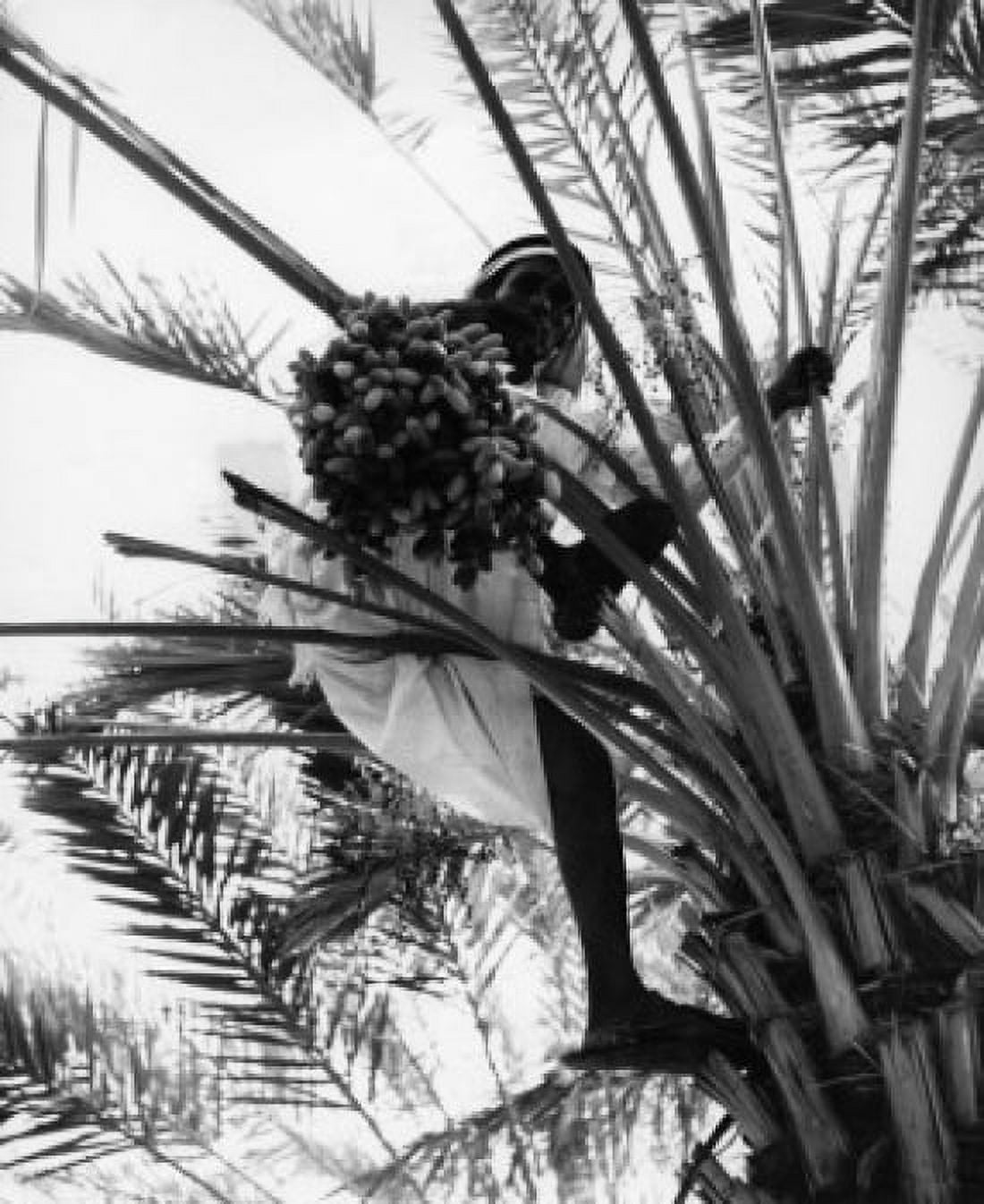 Man in aba holding bunch of dates Canvas Art - (18 x 24)