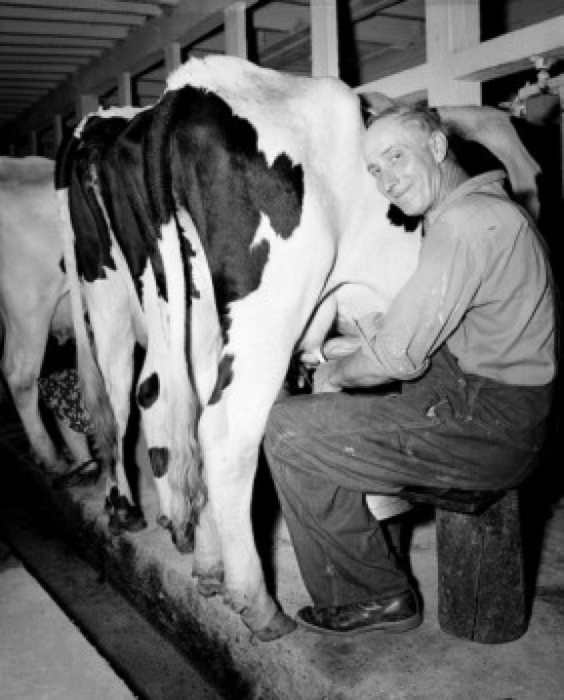 Man milking cow and looking at camera Canvas Art - (24 x 36)
