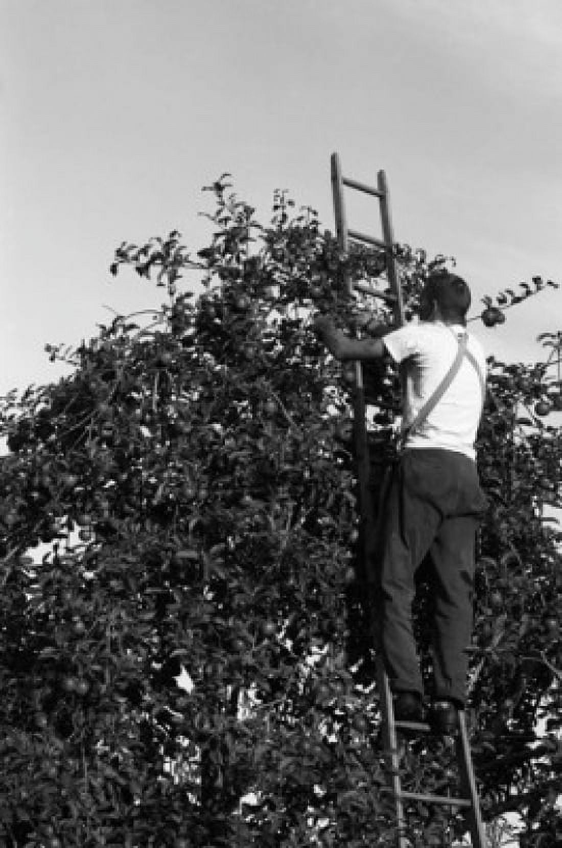 Man on ladder picking up apples Canvas Art - (24 x 36)