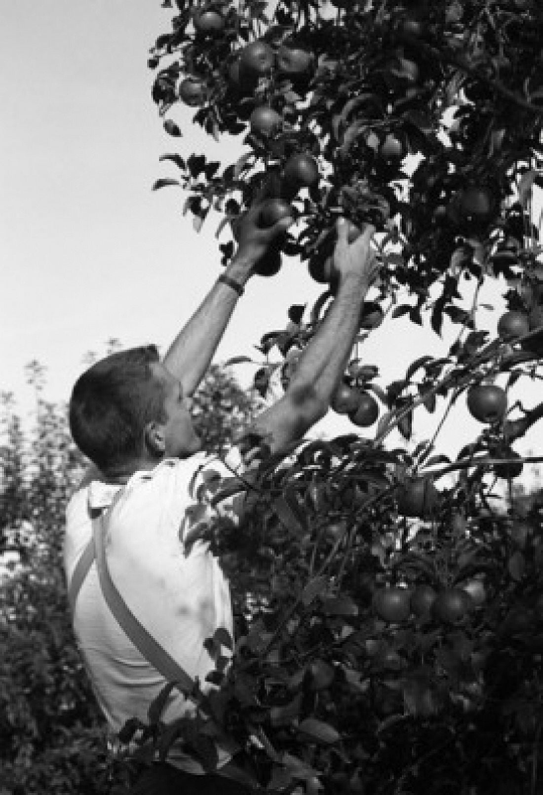 Man picking up apples Canvas Art -  (24 x 36)