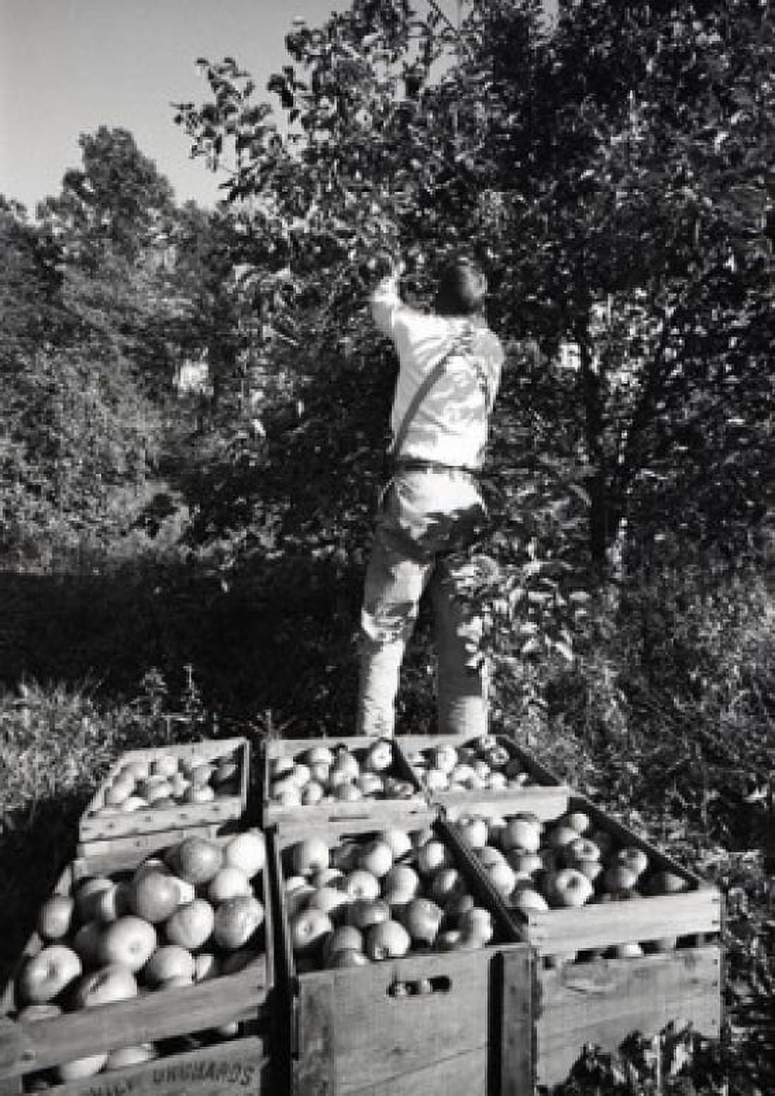Man picking up apples Canvas Art -  (24 x 36)