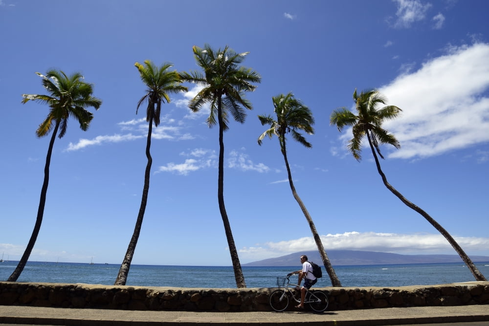 Man riding bicycle beside palm trees Maui Hawaii Canvas Art - Ryan RossottoStocktrek Images (17 x 12)