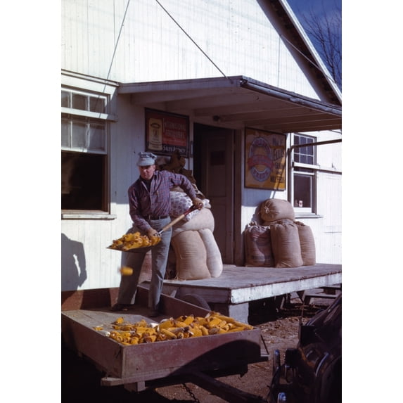 Man shoveling ears of dried corn from wagon through feed store window Poster Print (24 x 36)