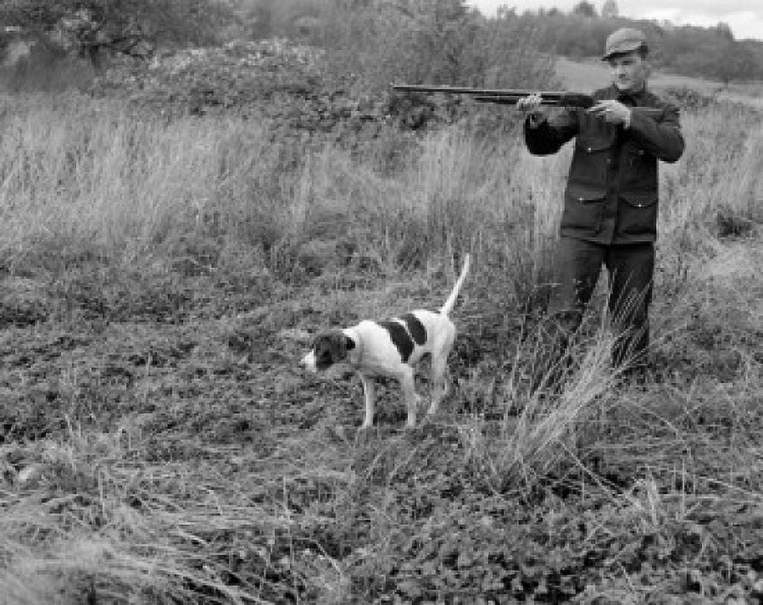 Man with hound hunting in fields Canvas Art - (24 x 36)