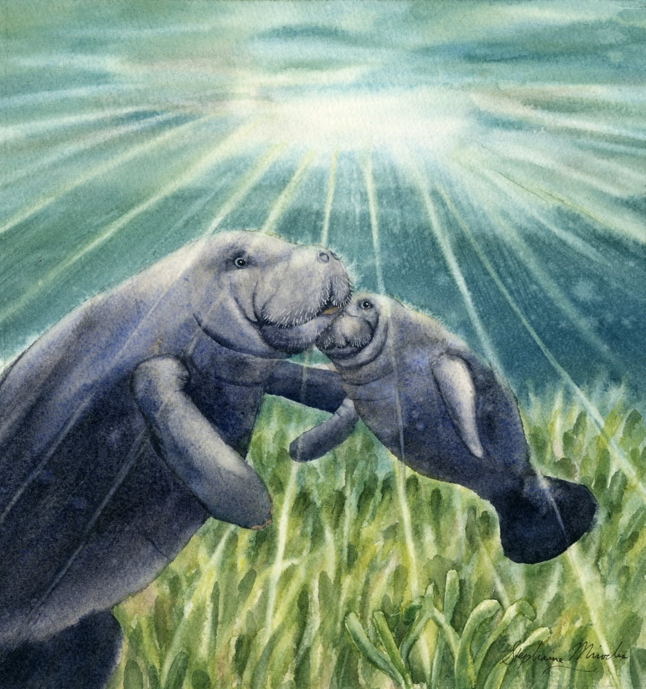 Manatee Kisses Canvas Art - Stephanie Mirocha (18 x 20)