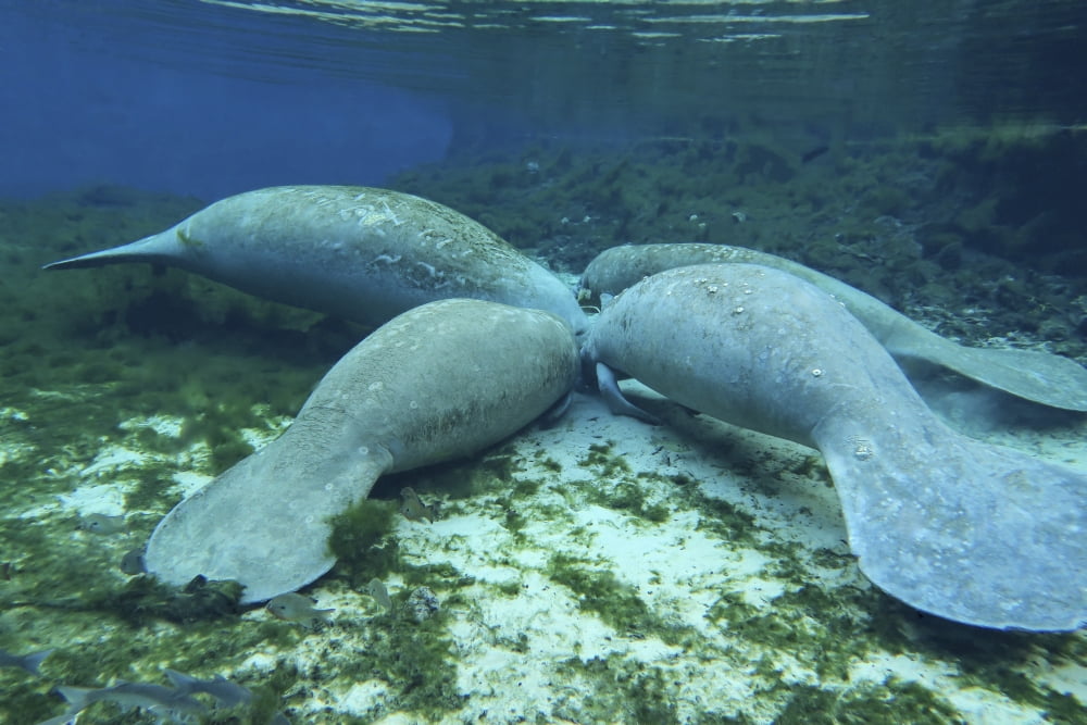Manatees congregate to feed on algae at Fanning Springs State Park Florida Canvas Art - Michael WoodStocktrek Images (17 x 12)