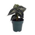 thumbnail image 1 of Mandalay African Mask Plant - Alocasia 'Mandalay' - Houseplant - 4" Pot, 1 of 2