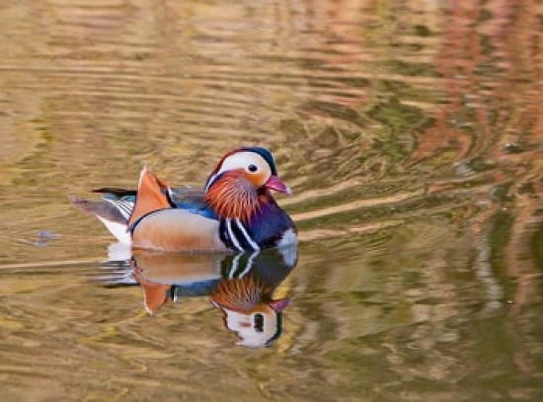 Mandarin Duck Beijing China Canvas Art - Alice Garland DanitaDelimont (24 x 18)
