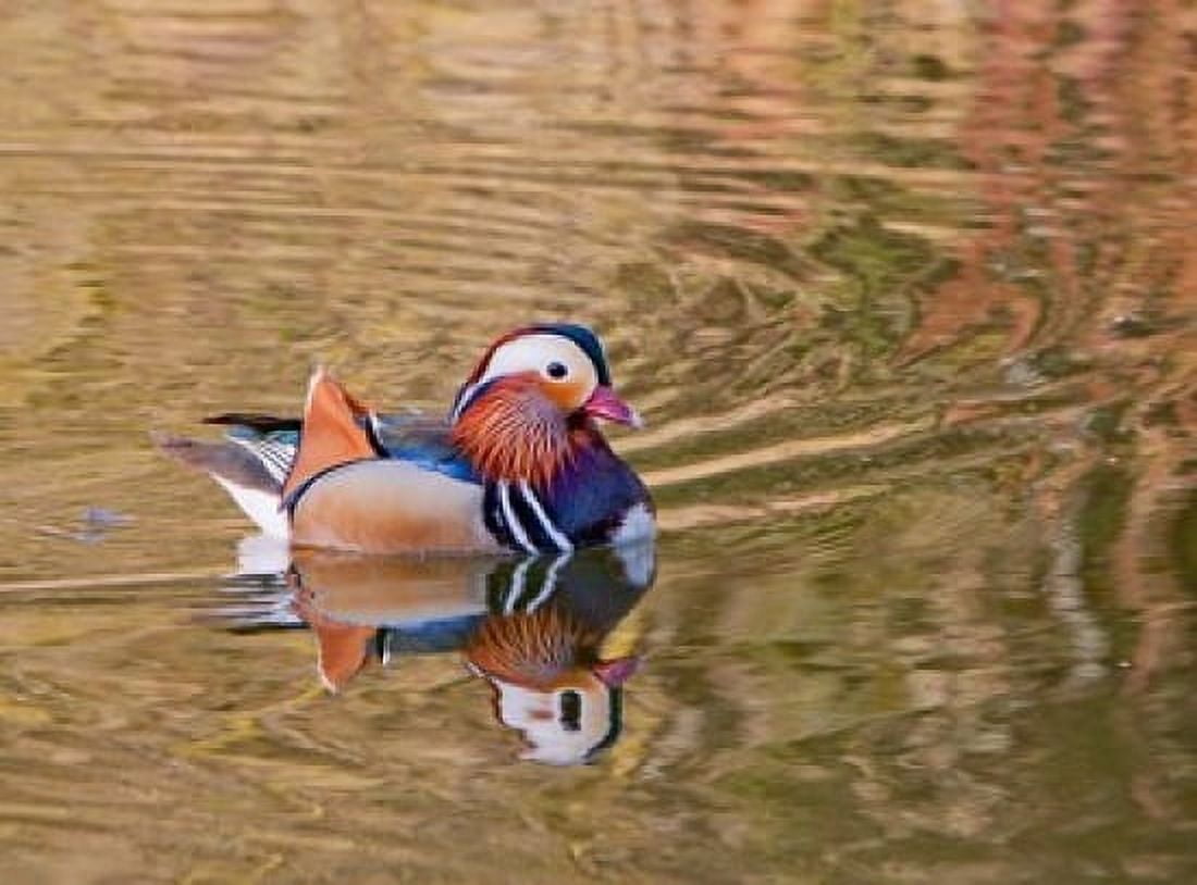 Mandarin Duck Beijing China Canvas Art - Alice Garland DanitaDelimont (26 x 20)