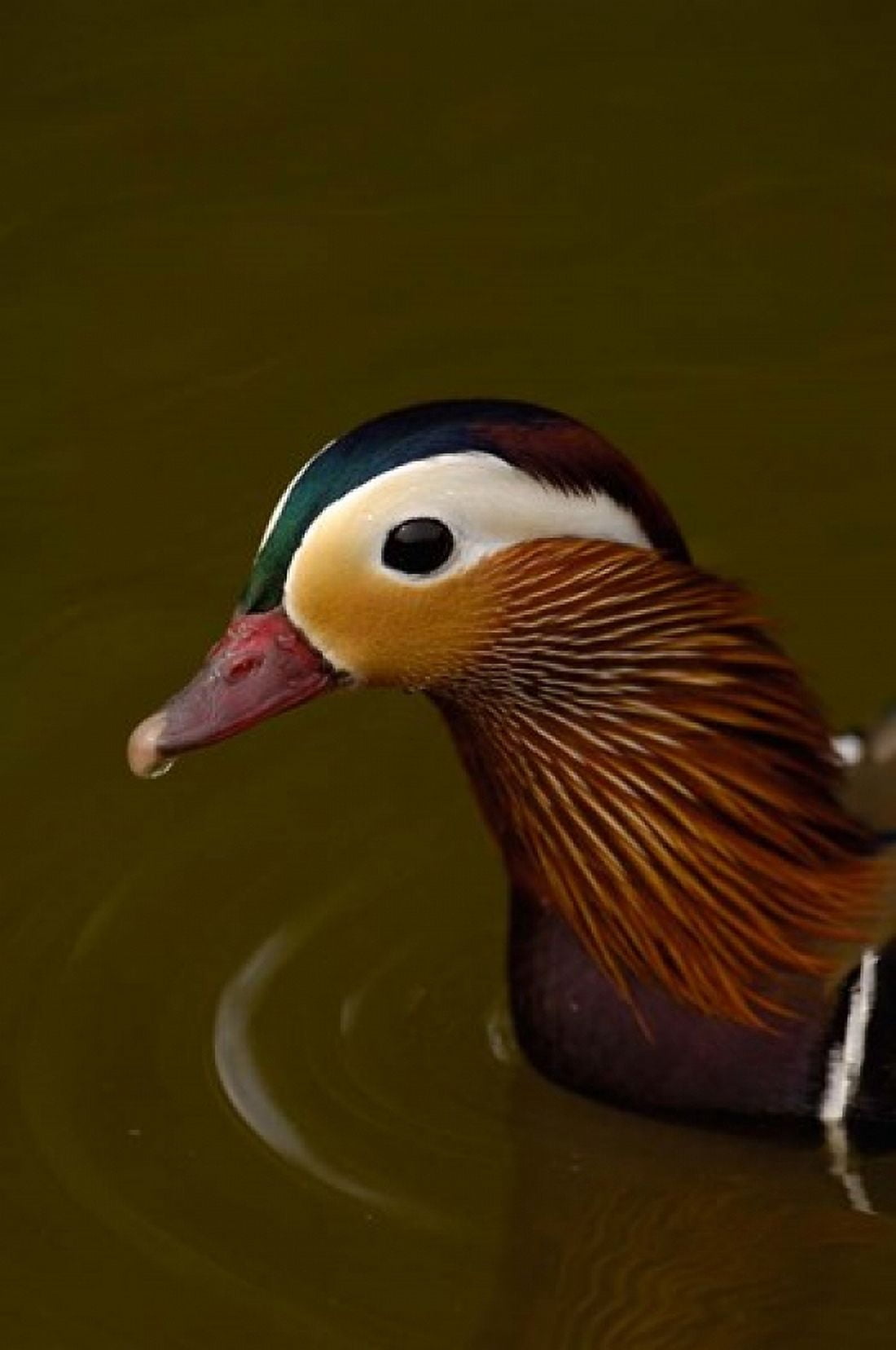 Mandarin Duck England Canvas Art - Pete Oxford DanitaDelimont (25 x 38)