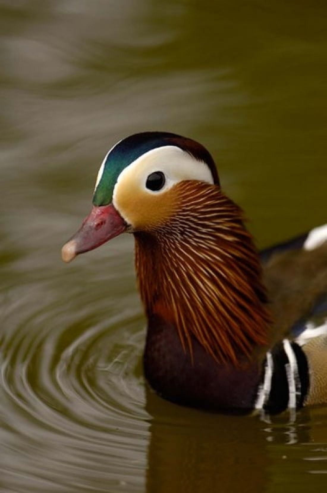 Mandarin Duck Slimbridge Wildfowl and Wetlands Trust England Canvas Art - Pete Oxford DanitaDelimont (18 x 24)