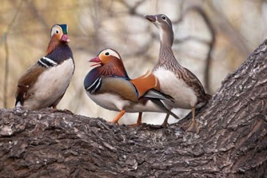 Mandarin Ducks on a branch Beijing China Canvas Art - Alice Garland DanitaDelimont (26 x 18)