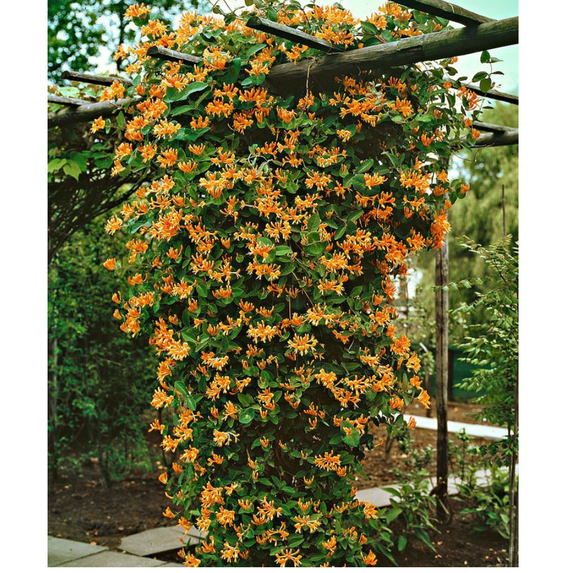 Mandarin Honeysuckle Vine - Perennial - Lonicera - 2.5" Pot