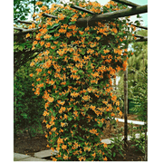 Mandarin Honeysuckle Vine - Perennial - Lonicera - 2.5 Pot