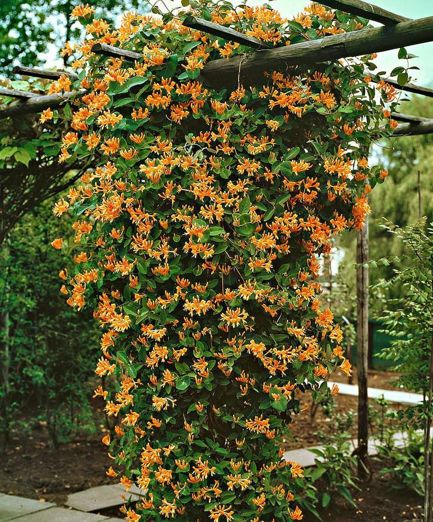 HIRT'S GARDENS Mandarin Honeysuckle Vine - Perennial - Lonicera - 2.5" Pot