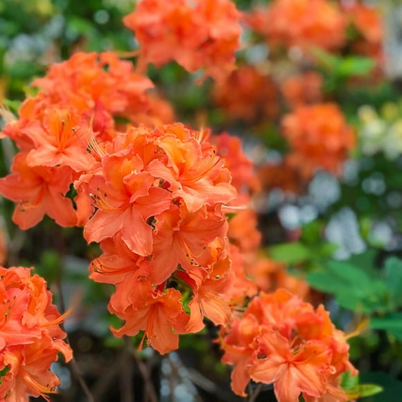 Direct Gardening Mandarin Lights Deciduous Azalea Flowering Shrub