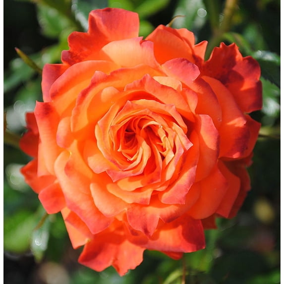 Mandarin Sunblaze® Miniature Rose Bush - Fragrant/Hardy - 2.5" Pot