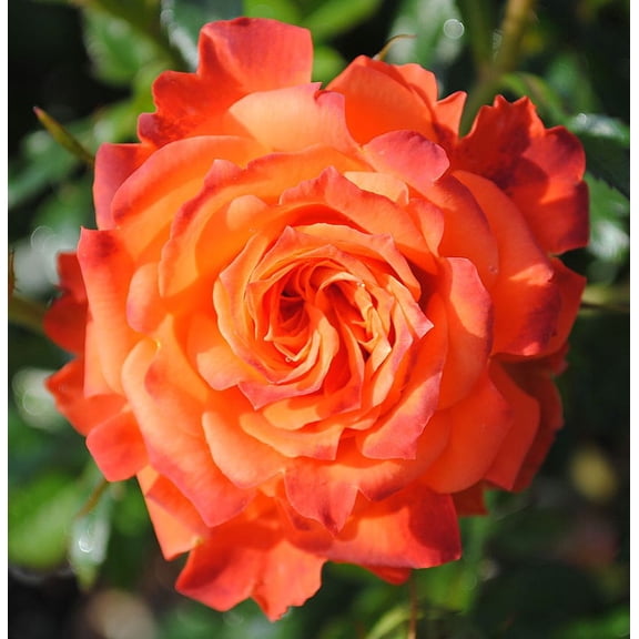 Mandarin Sunblaze Miniature Rose Bush - Fragrant/Hardy - 2.5" Pot