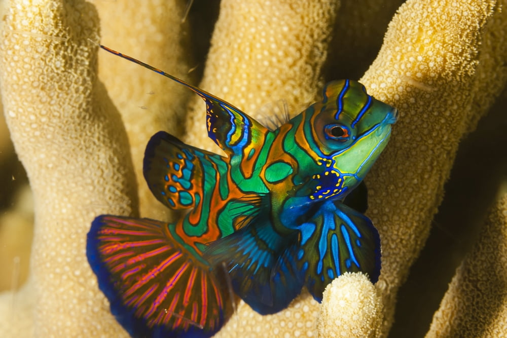 Mandarinfish (Synchiropus splendidus) Yap Micronesia Canvas Art - Dave Fleetham Design Pics (38 x 24)