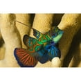 thumbnail image 1 of Mandarinfish ; Yap  Micronesia Poster Print, 1 of 2