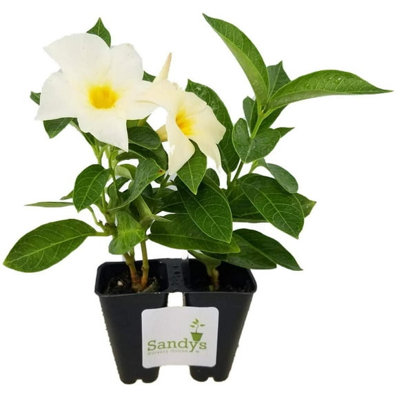 Mandevilla, Apricot Color Flower, Lot of 2 Starter Plants