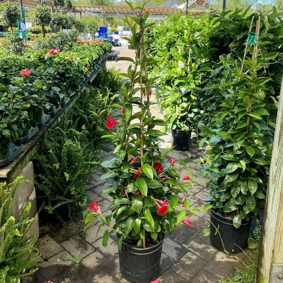 Mandevilla-Assorted-Colorful climbing plant 14" Pot