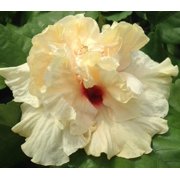Sandys Nursery Online Hibiscus Cajun Color Rising Moon Starter Plant