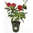 thumbnail image 1 of Mandevilla Giant Crimson 6 Inch Pot, 1 of 6