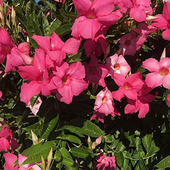 Mandevilla Giant Dark Pink 4 Inch Pot