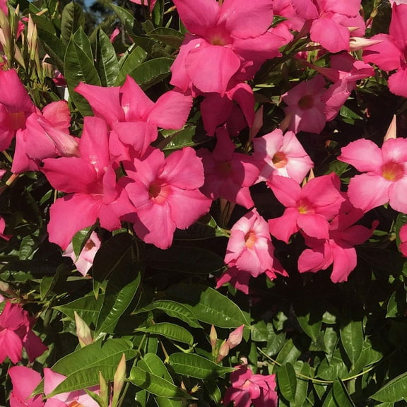 Mandevilla Giant Dark Pink Starter Plant, Lot of 2