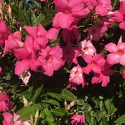 Mandevilla Giant Dark Pink Starter Plant, Lot of 2
