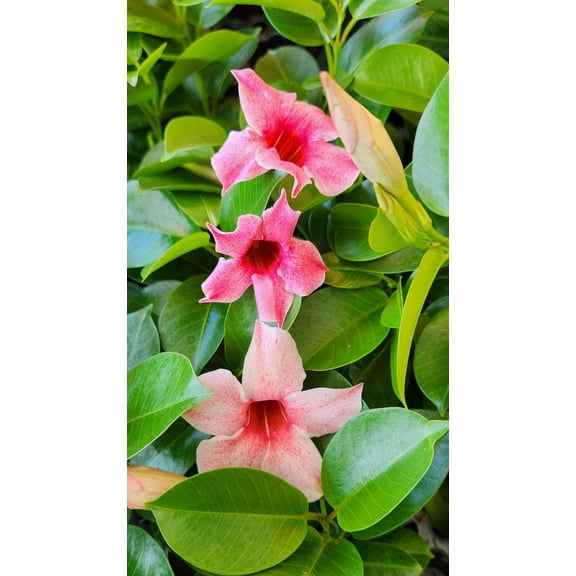 Mandevilla, Mauvelous Pink/Mauve 3 Inch Pot