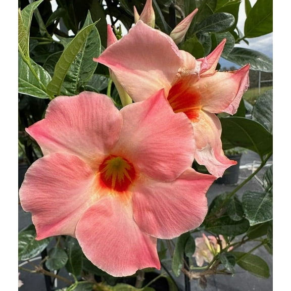 Mandevilla, New! Giant Peach, Starter Plants, Lot of 2