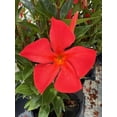 thumbnail image 1 of Mandevilla, New! Maui Sunset, Starter Plants, Lot of 2, 1 of 6