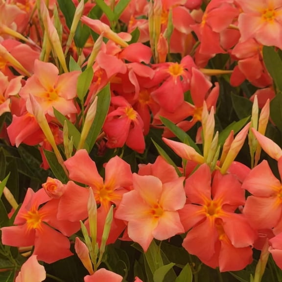Mandevilla Plant Live, 5 to 6 Inc Tall Seedling, Orange Mandevilla Vine Plants, Perennial Flower Mandevilla Starter Plant