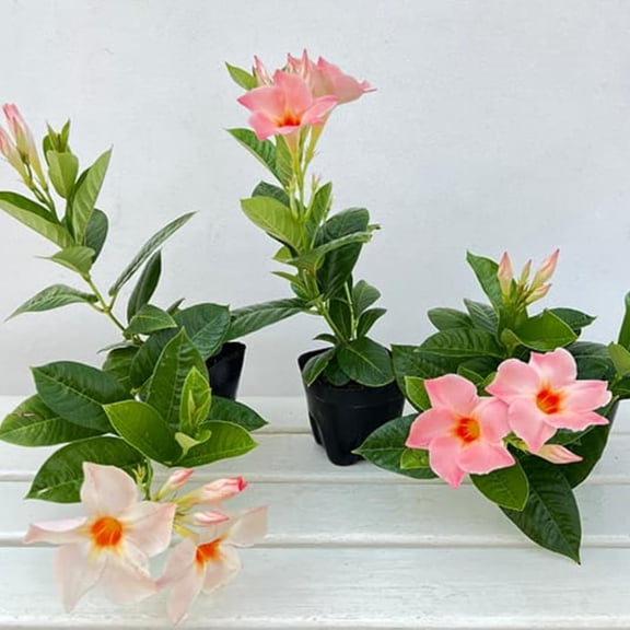 Mandevilla Plant Live, 5 to 7 Inc Tall Seedling, Peach Mandevilla Vine Plants, Perennial Flowering Mandevilla Live Plant Trellis Garden