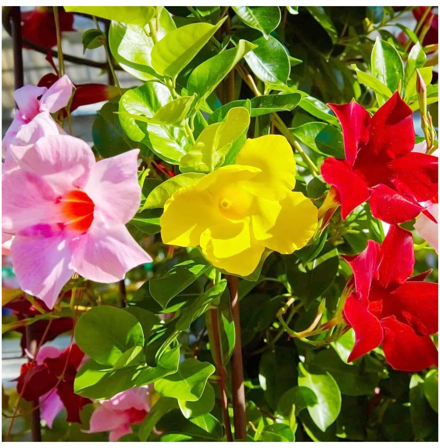 Mandevilla Sanderi Seeds Perennial Deer Resistant Ornamental Fast