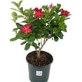 thumbnail image 1 of Mandevilla Stars & Stripes Red & White Gallon pot, 1 of 7