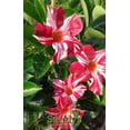 thumbnail image 1 of Mandevilla Stars & Stripes Red & White Starter Plant, Lot of 2, 1 of 9