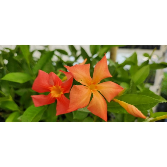Mandevilla Thrilling Orange Starter Plant, Lot of 2