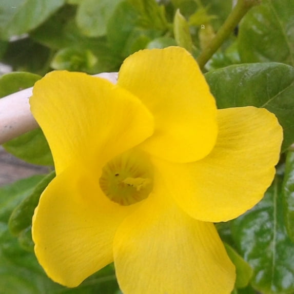 Mandevilla Tropical Plant, Gorgeous Yellow Flower, 4 Inch Pot