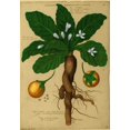 thumbnail image 1 of Mandrake Root, Alchemy Plant Poster Print by Science Source (18 x 24), 1 of 4