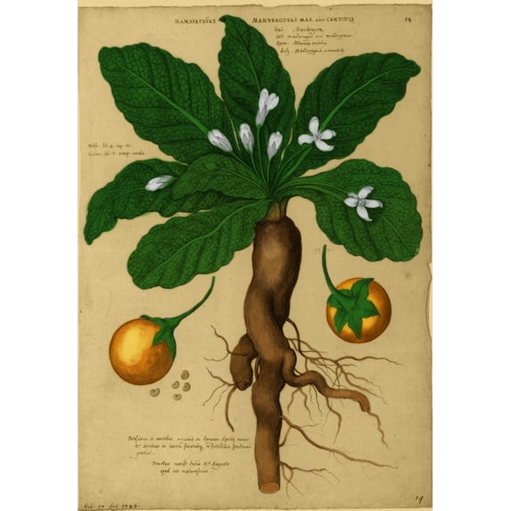 Mandrake Root, Alchemy Plant Poster Print by Science Source (18 x 24)