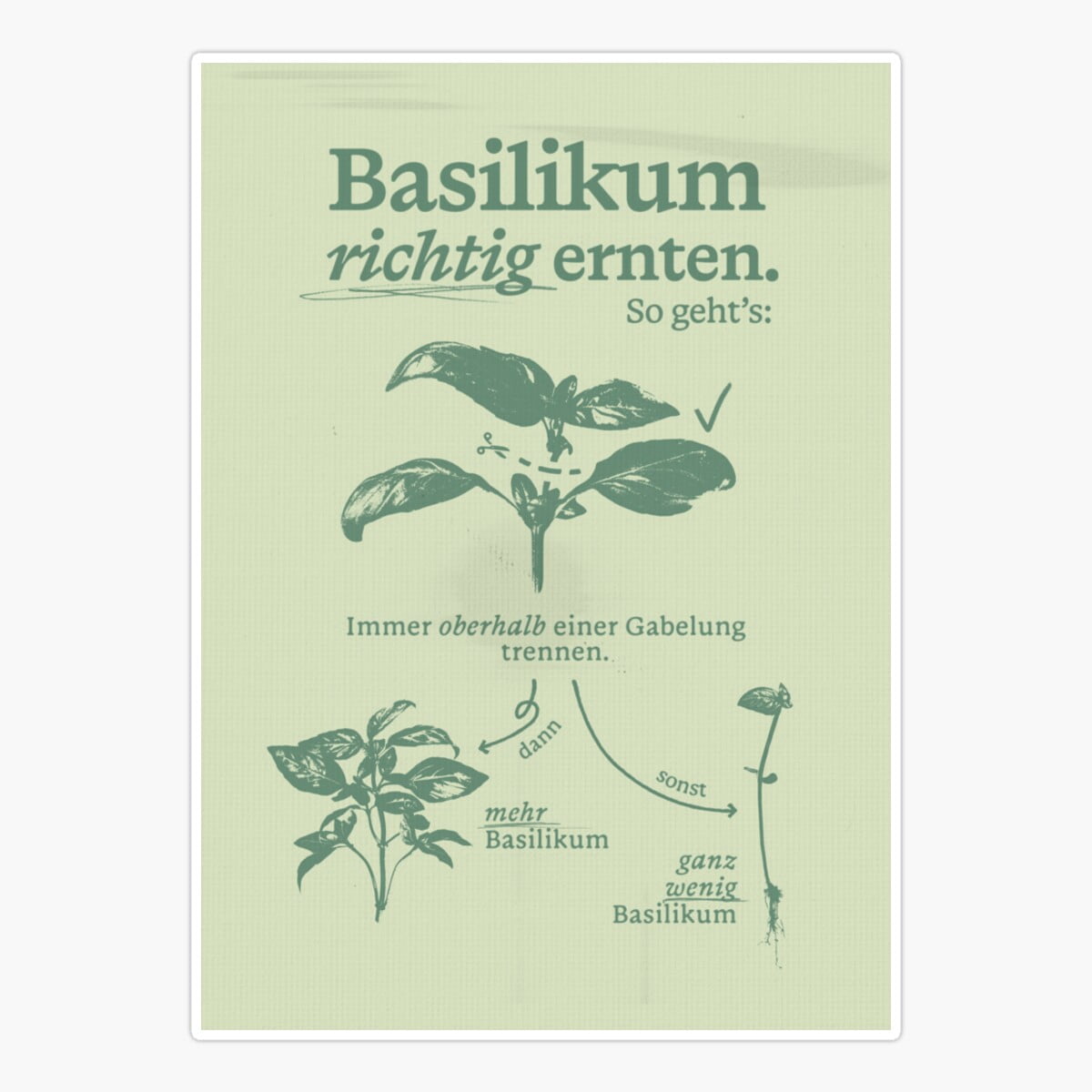 Maneki Harvesting Basil Correctly Sticker, Phone Decal Water Bottle ...