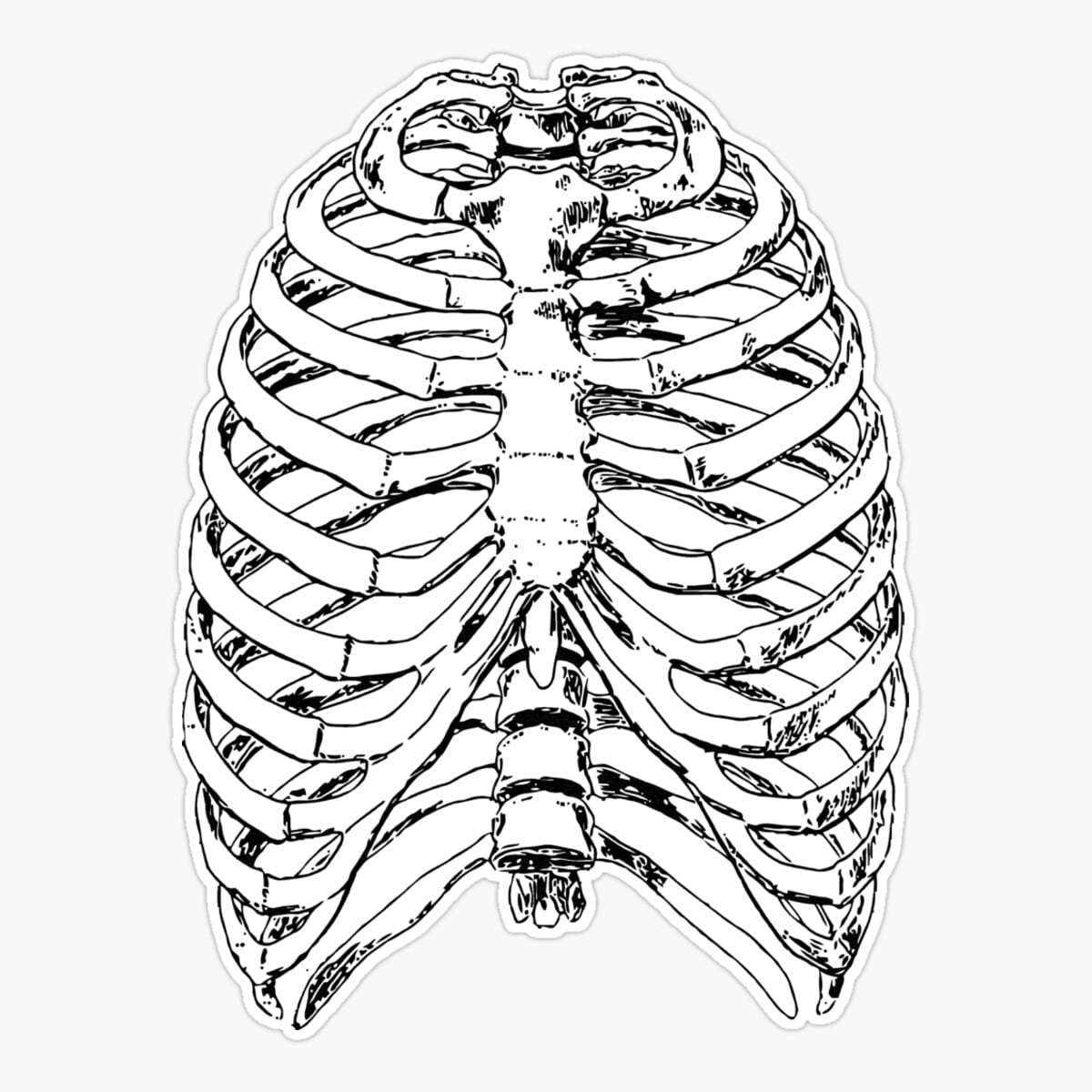 Maneki Human Anatomy: Rib Cage Er, Phone Decal Water Bottle Stickers ...