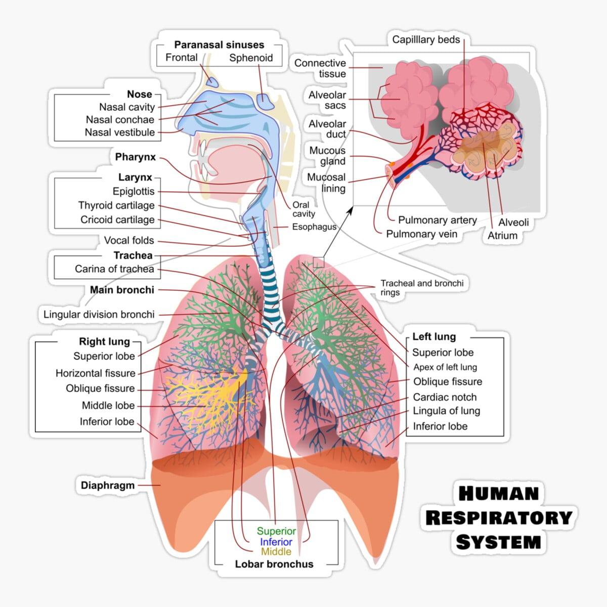 Maneki Human Respiratory System Diagram Er, Phone Decal Water Bottle ...