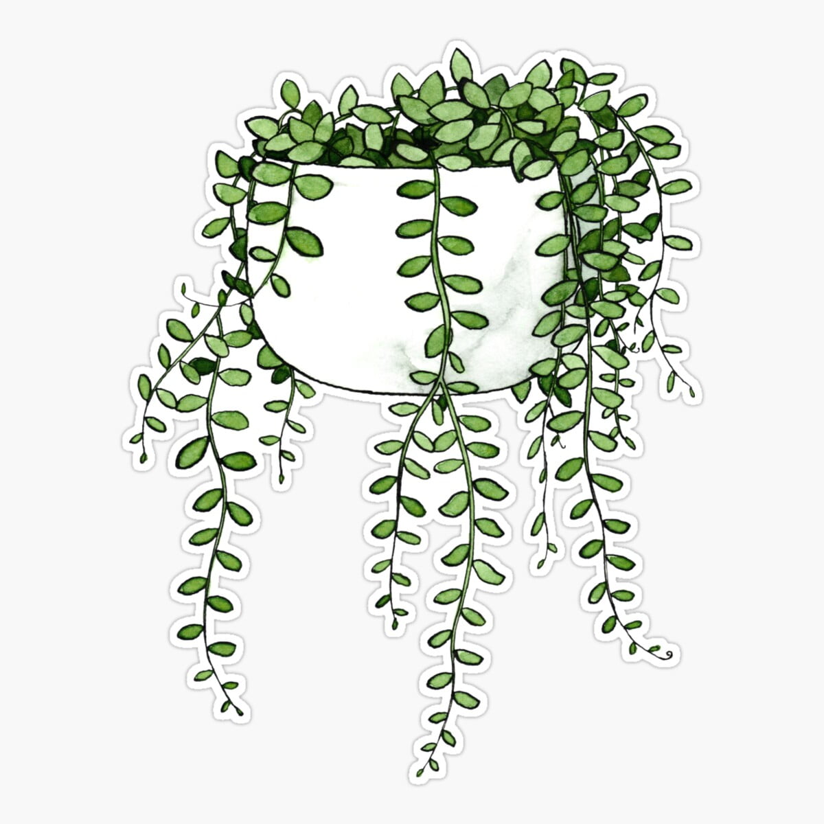 Maneki String Of Pearls Plant Sticker, Phone Decal Water Bottle ...