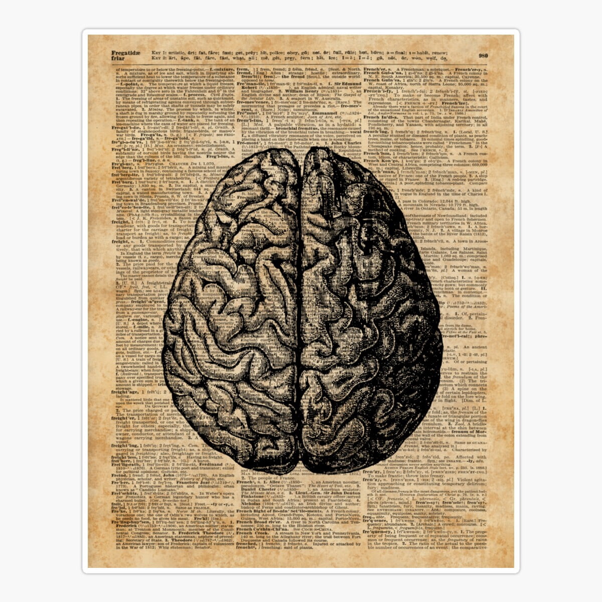 Maneki Vintage Human Anatomy Brain Illustration Dictionary Book Page ...