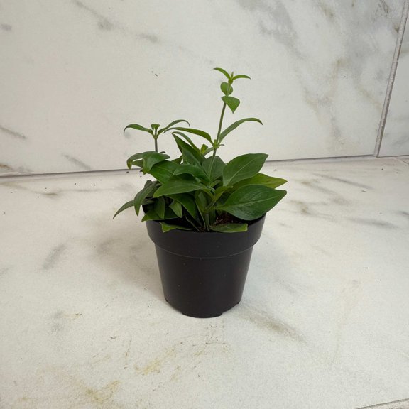 Manettia Candy Corn Vine, 2" Plant